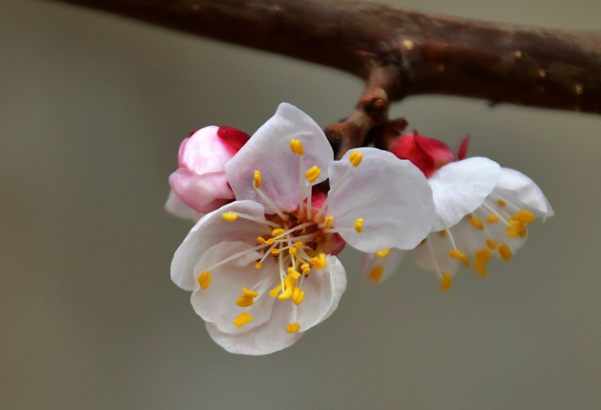 随手拍了几朵杏花