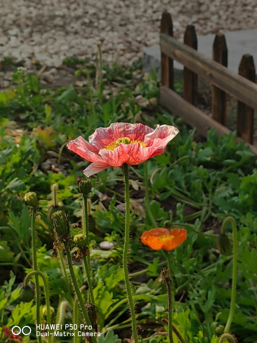 外出随拍（续377）.