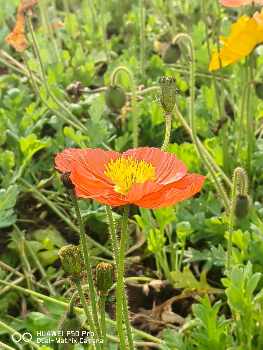 外出随拍（续377）.