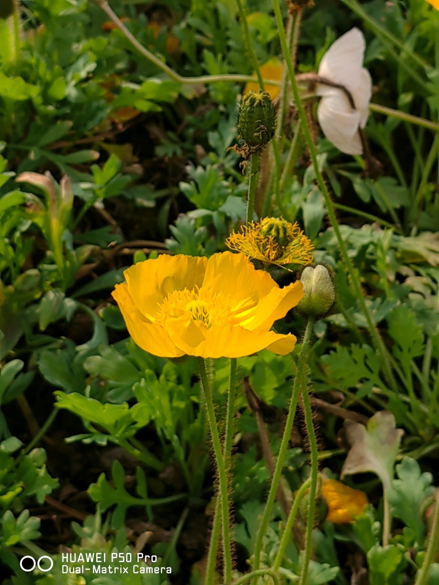 外出随拍（续377）.