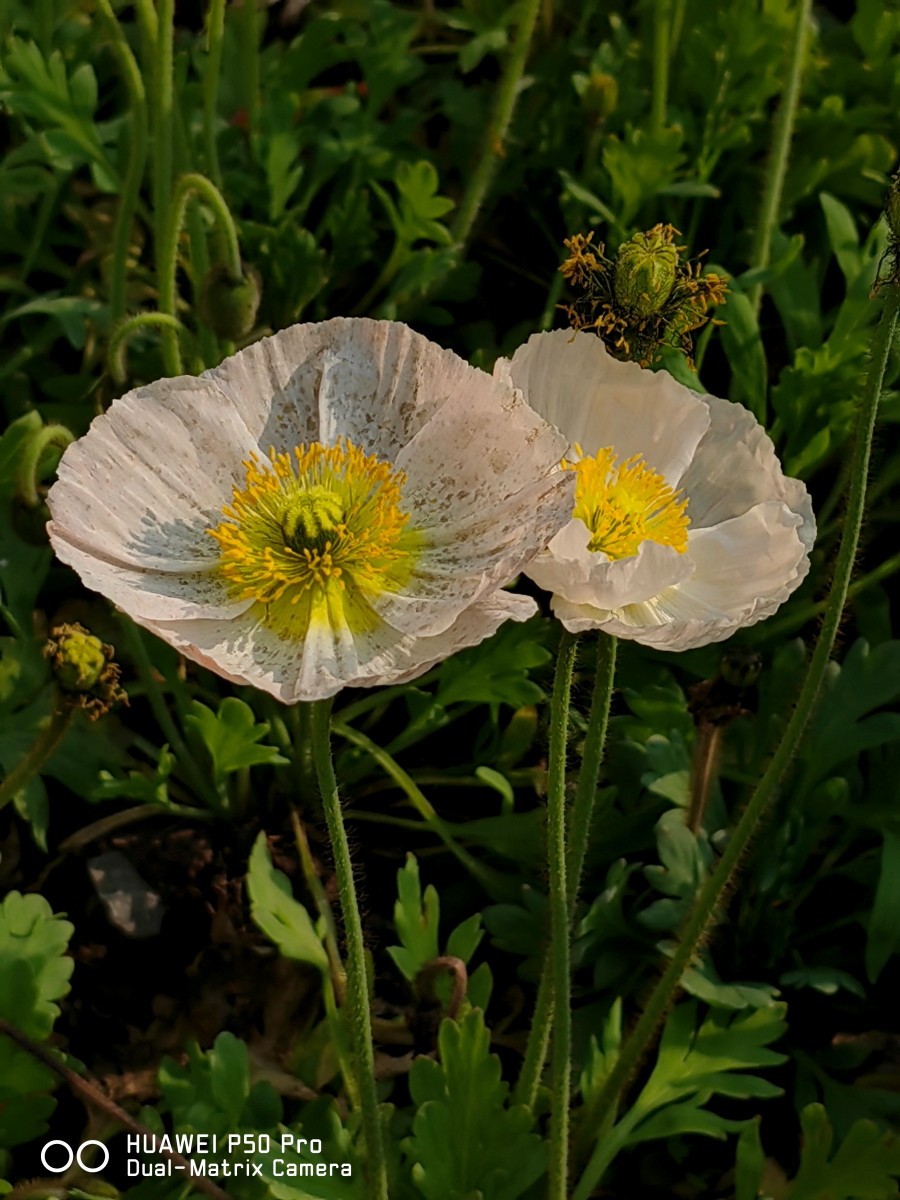 外出随拍（续377）.