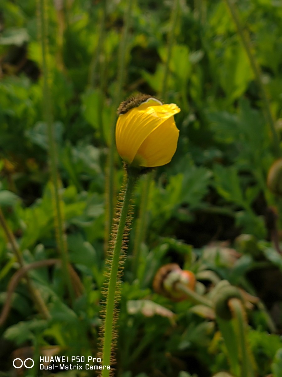 外出随拍（续377）.