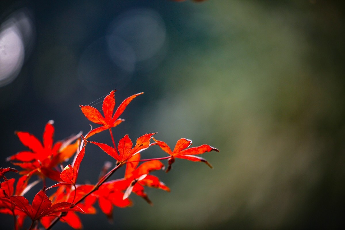 #遇见最美秋叶#--红叶