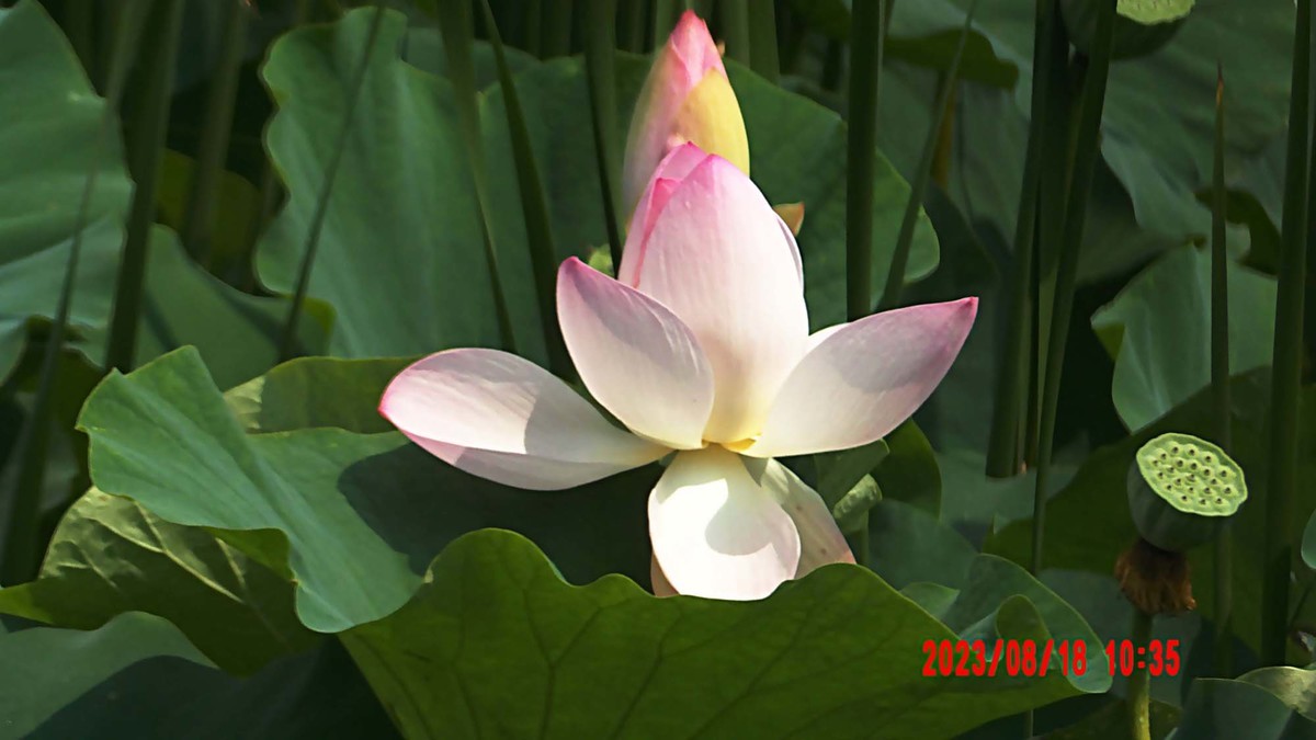 白银河里的荷花