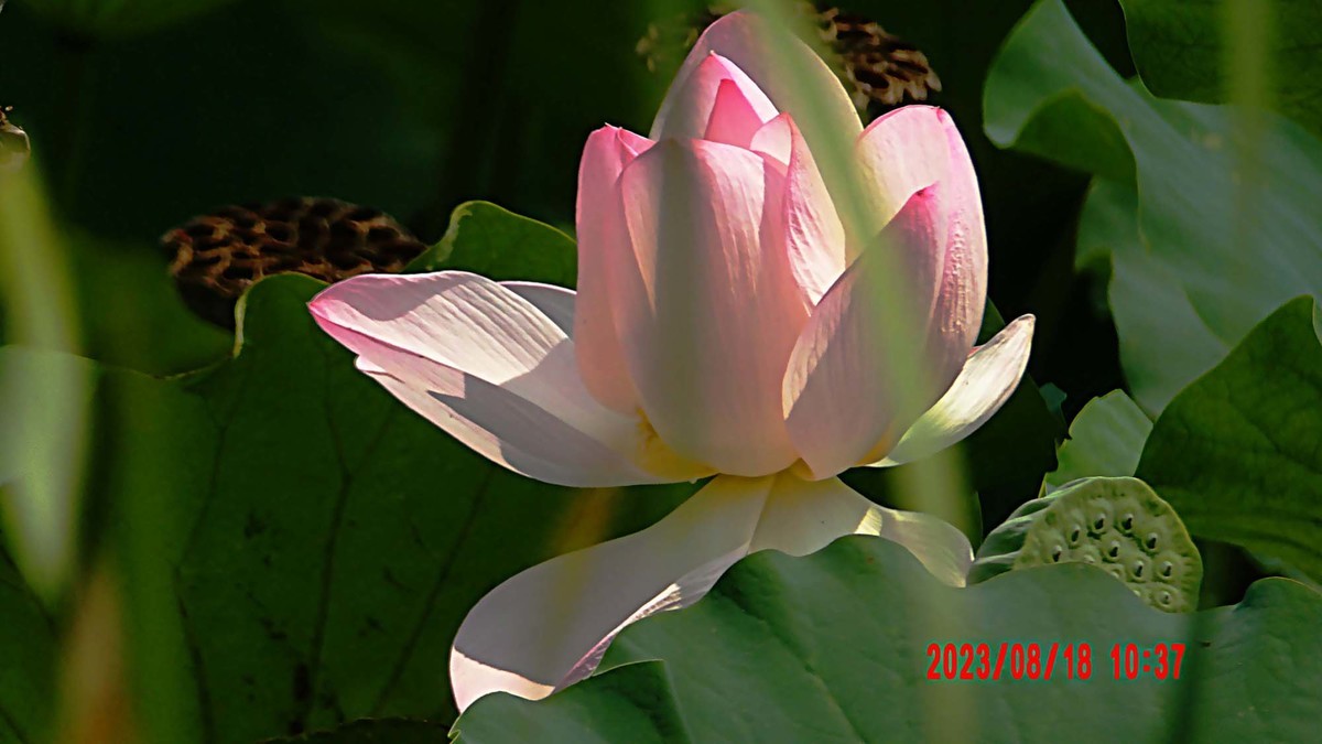 白银河里的荷花