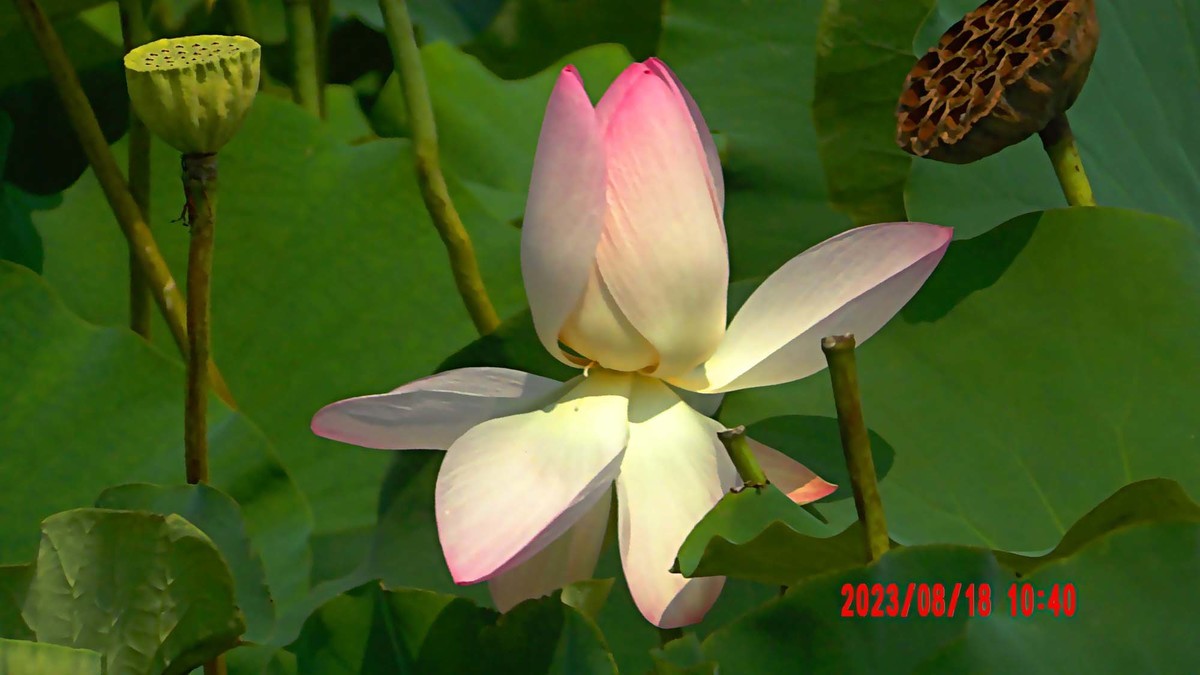 白银河里的荷花