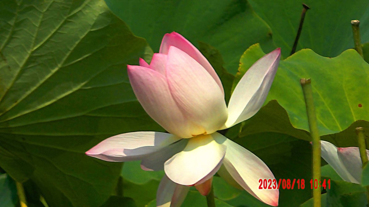 白银河里的荷花