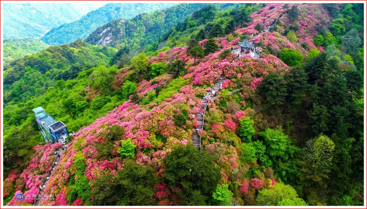 2024-(130)麻城龟峰山杜鹃花海(六)