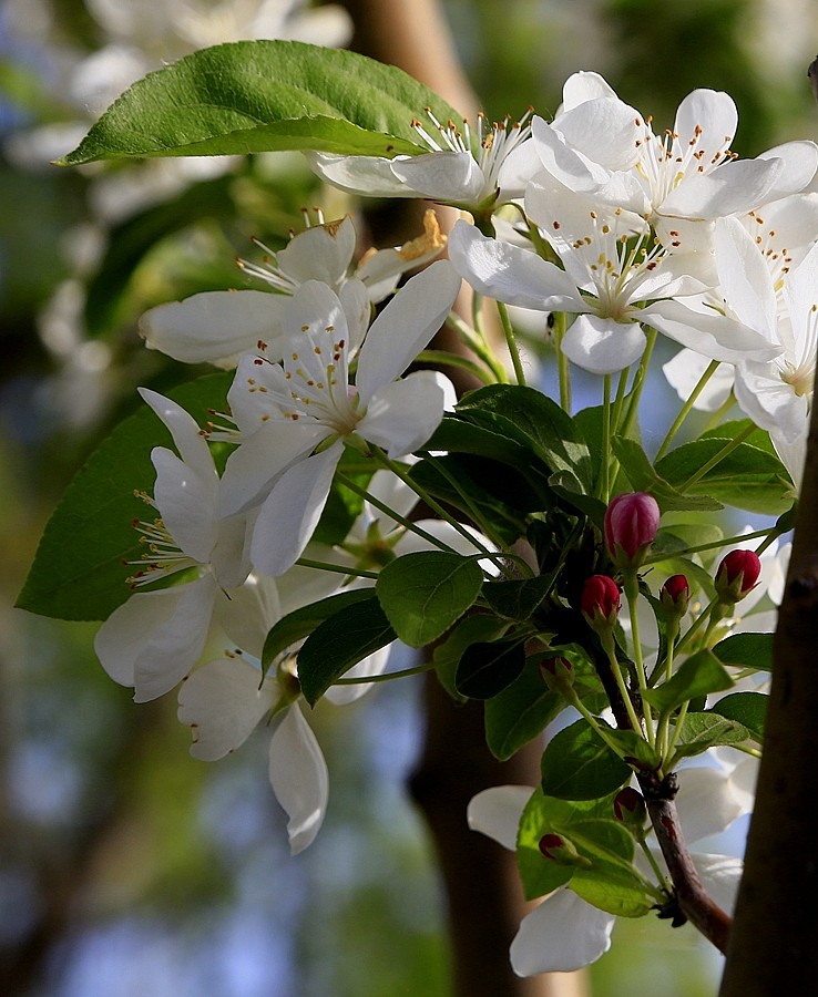 《不老松：纪实摄影》建设中的沧州植物园！ (9)