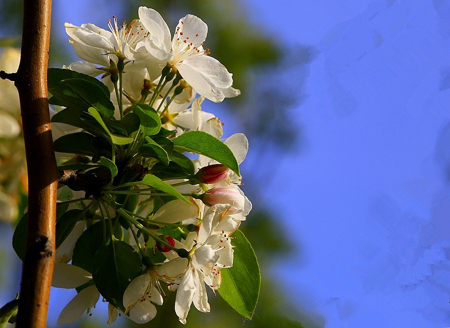 《不老松：纪实摄影》建设中的沧州植物园！ (9)