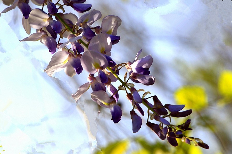 《不老松：纪实摄影》建设中的沧州植物园！ (9)