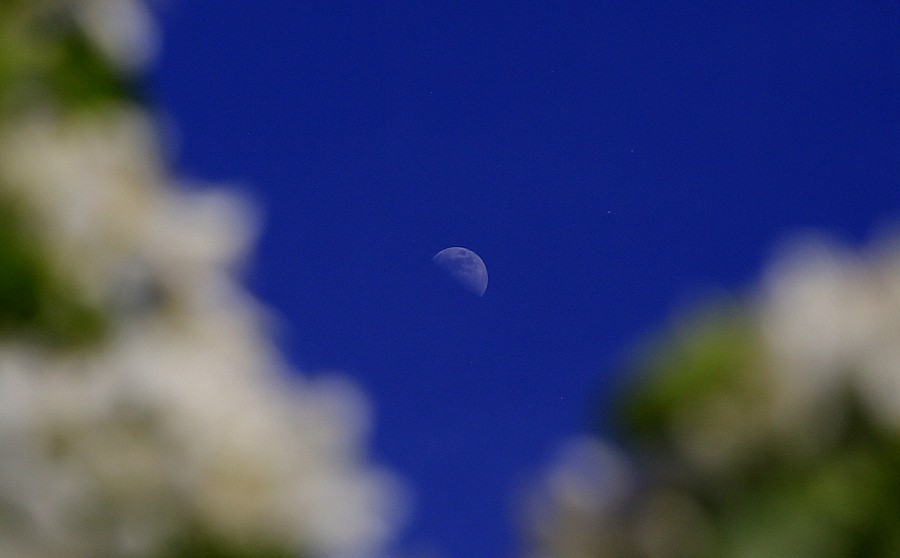 《不老松：纪实摄影》建设中的沧州植物园！ (9)