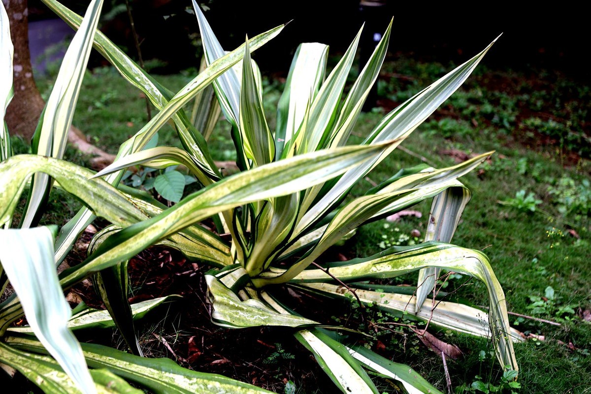 亚热带植物--吊兰