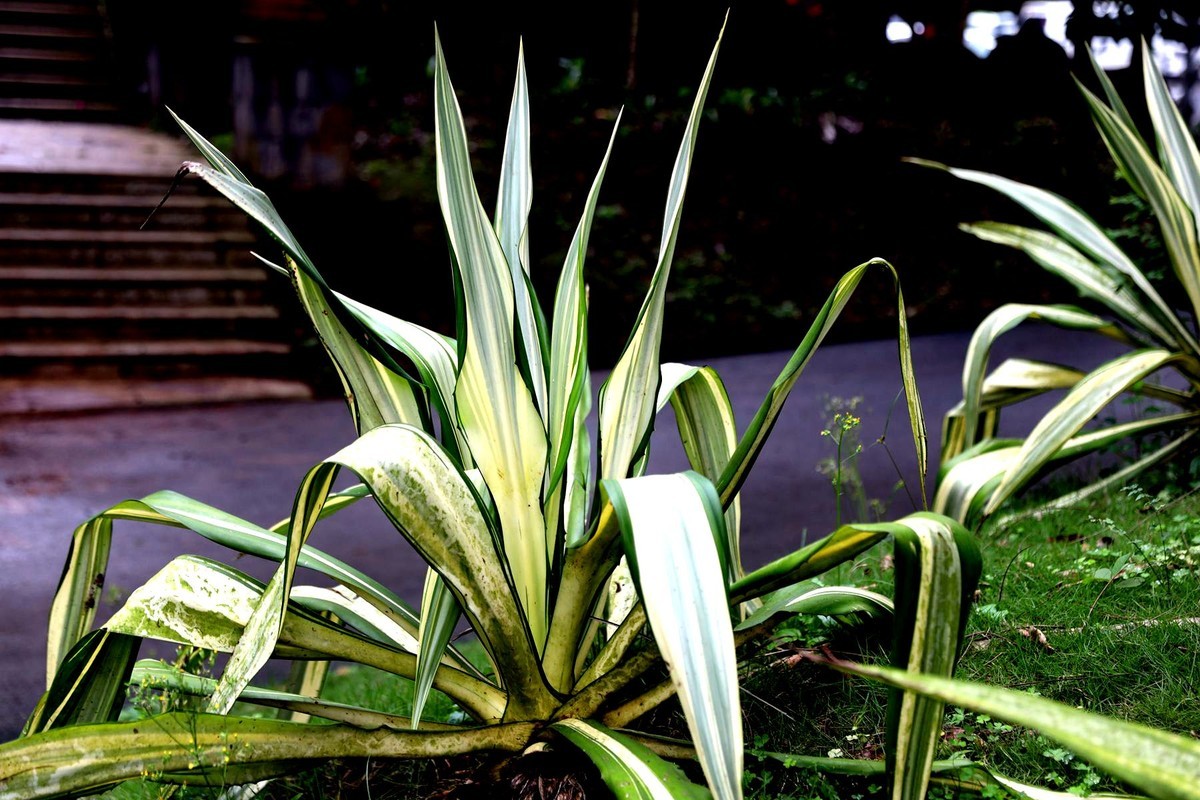 亚热带植物--吊兰