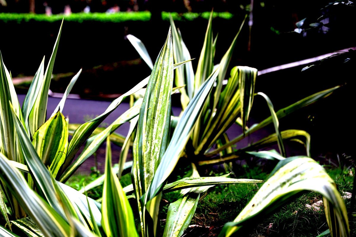 亚热带植物--吊兰