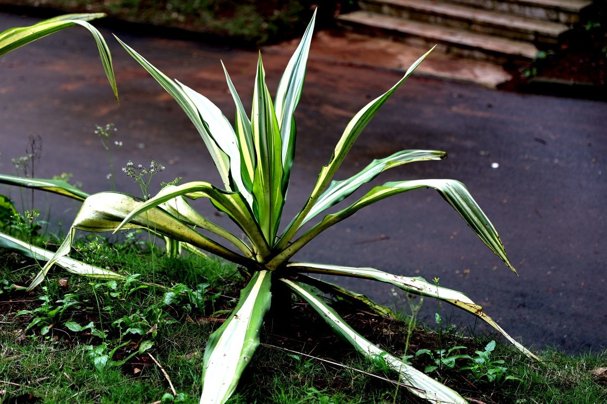 亚热带植物--吊兰