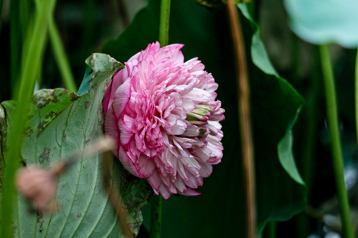 明湖秋荷——渐行渐远的荷花季（二）