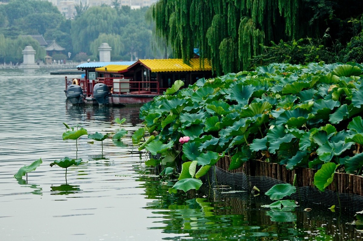 明湖秋荷——渐行渐远的荷花季（二）