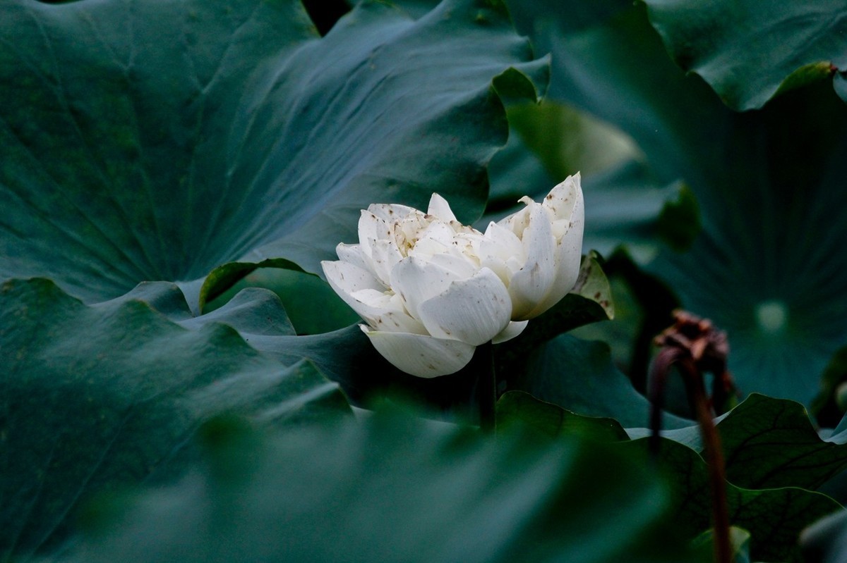明湖秋荷——渐行渐远的荷花季（二）