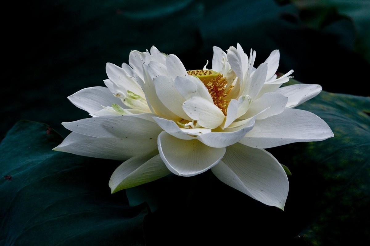 明湖秋荷——渐行渐远的荷花季（二）