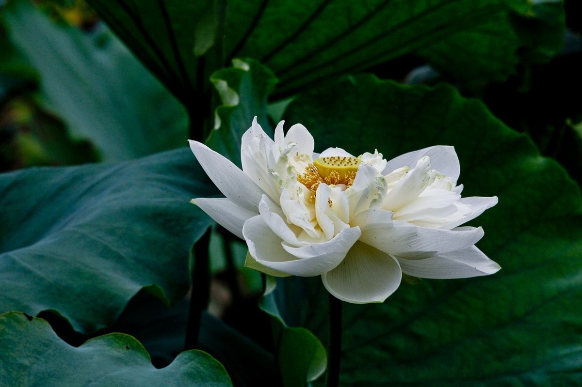 明湖秋荷——渐行渐远的荷花季（二）