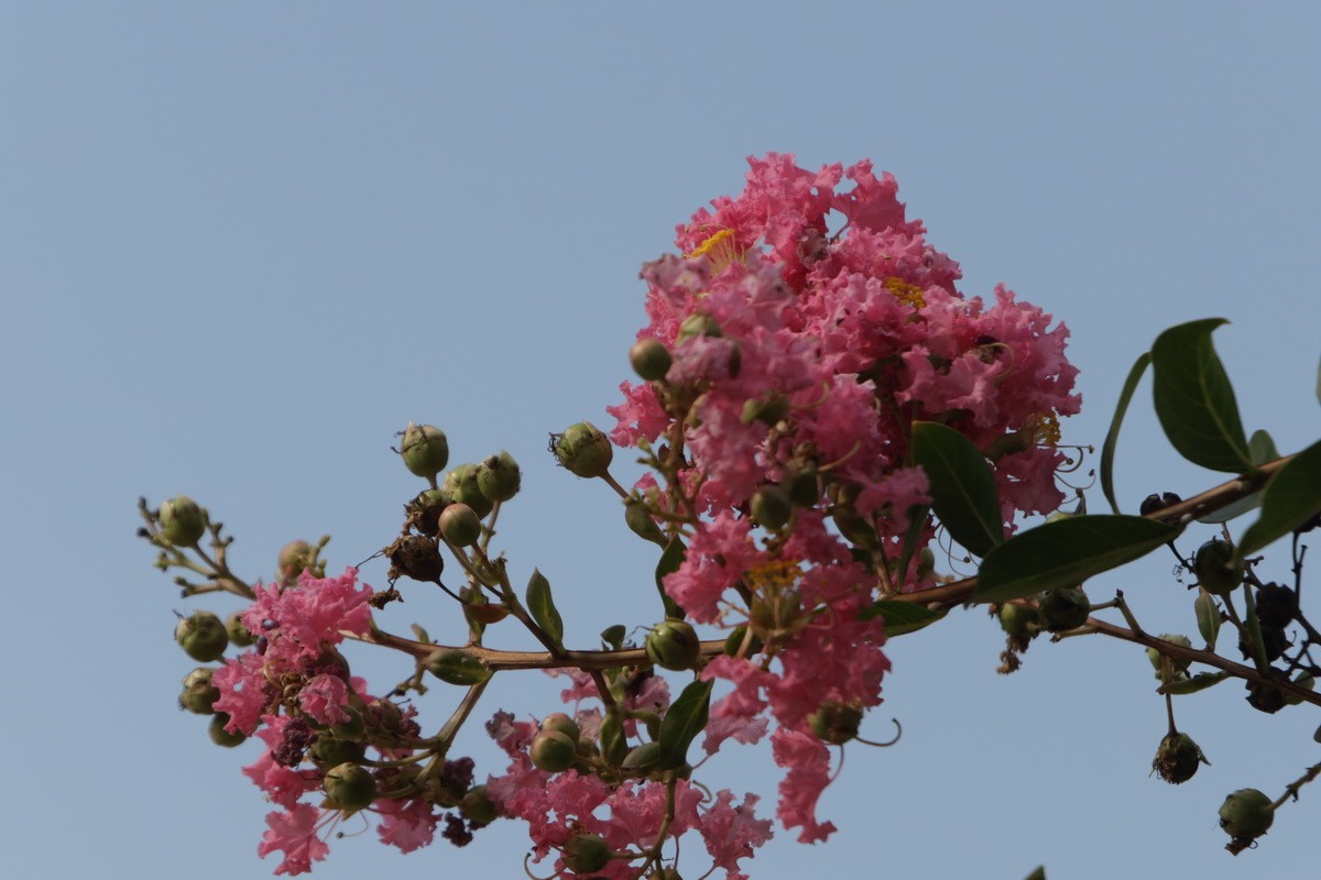 关东百花园（367）——紫薇