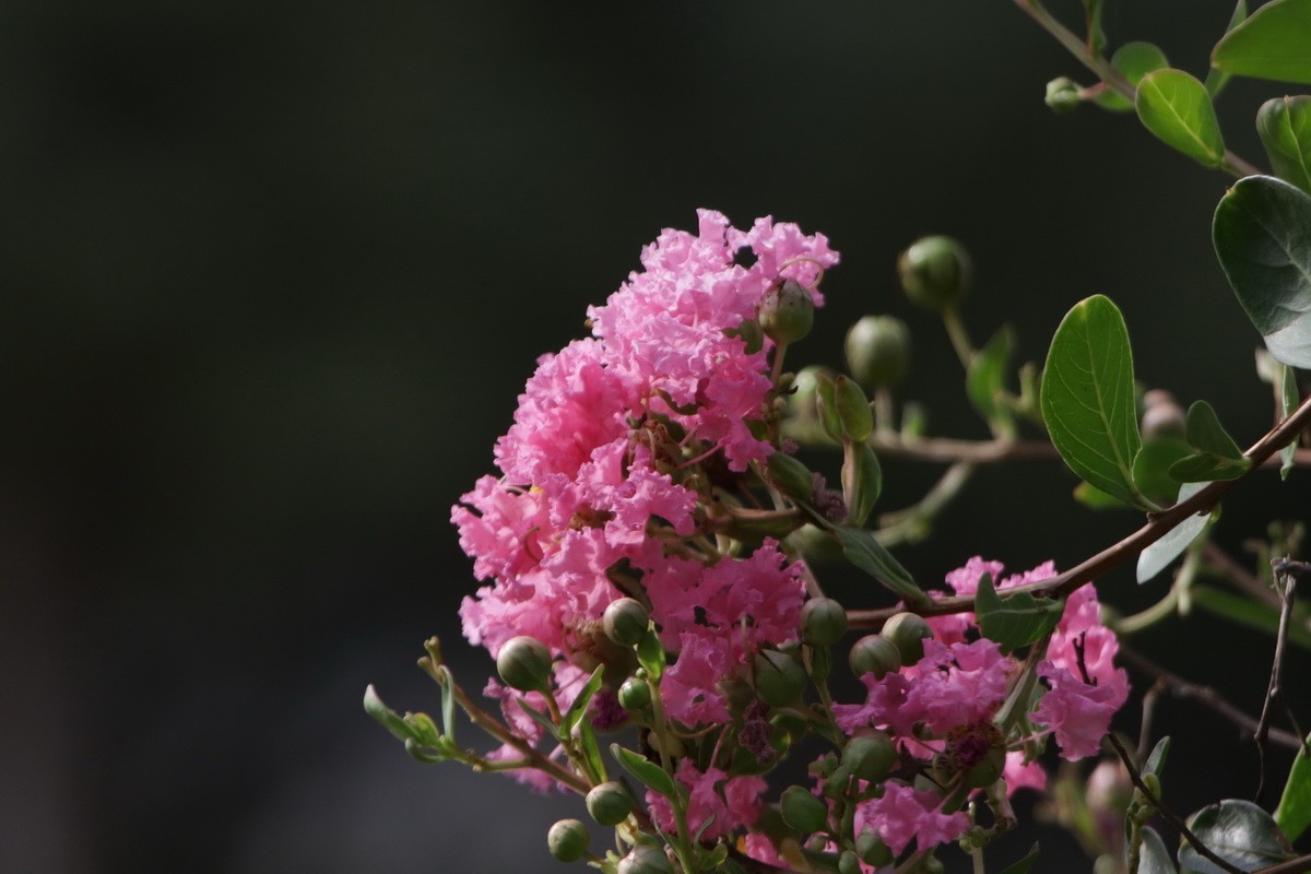 关东百花园（367）——紫薇