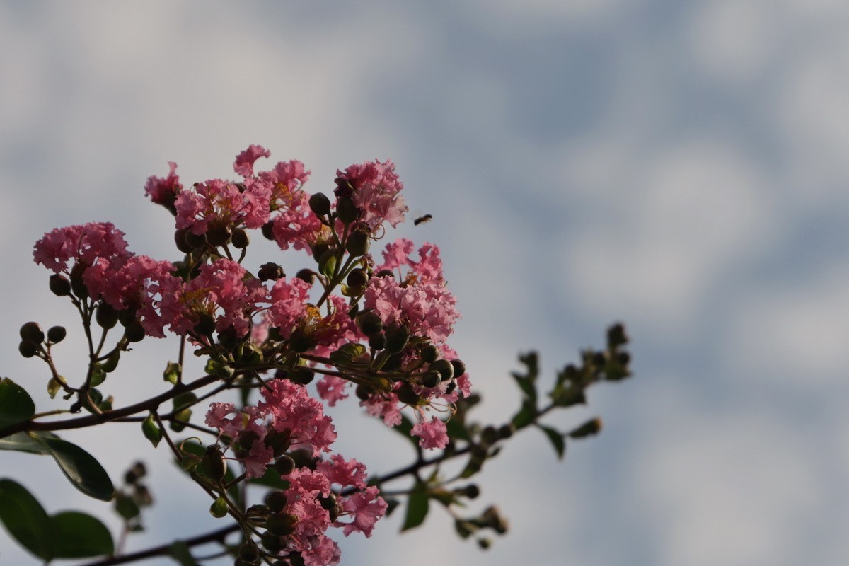 关东百花园（367）——紫薇