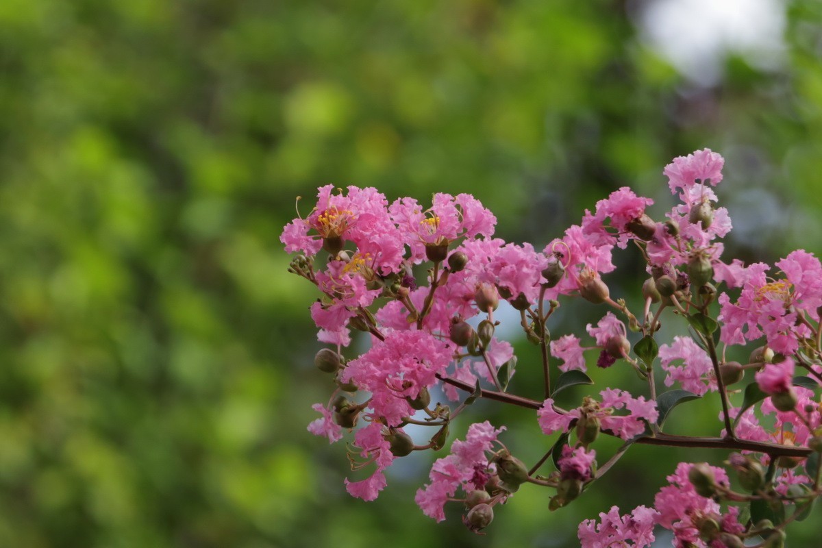 关东百花园（367）——紫薇