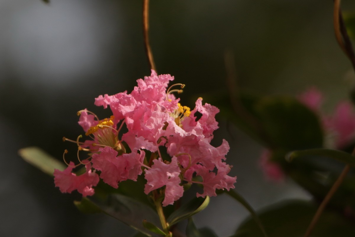 关东百花园（367）——紫薇