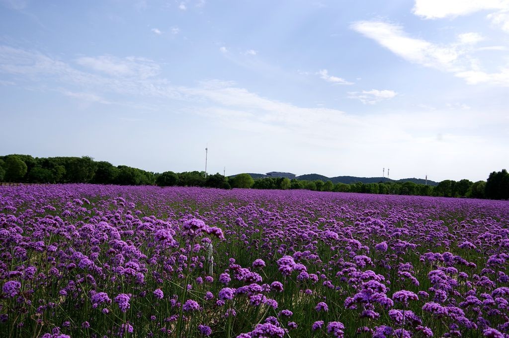 打卡网红紫色花海