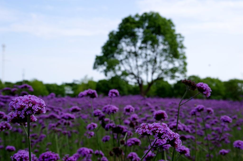 打卡网红紫色花海