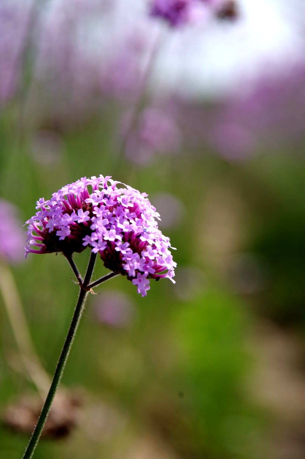 打卡网红紫色花海