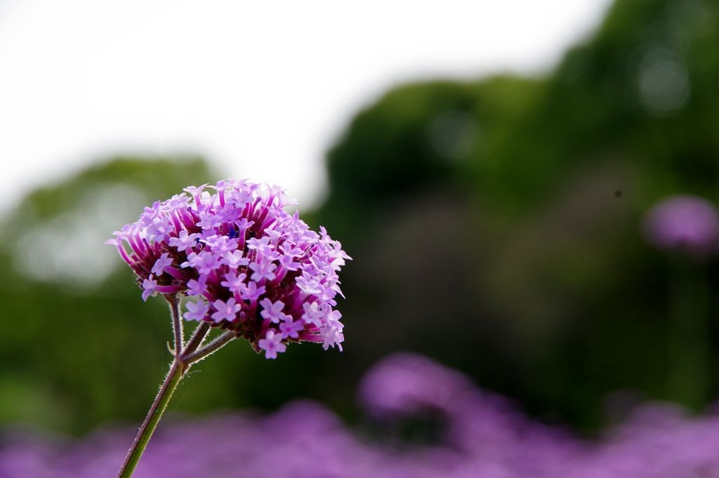 打卡网红紫色花海