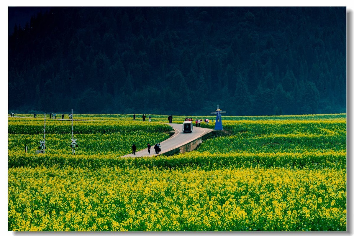 2023云南行一一罗平油菜花-中关村在线摄影论坛