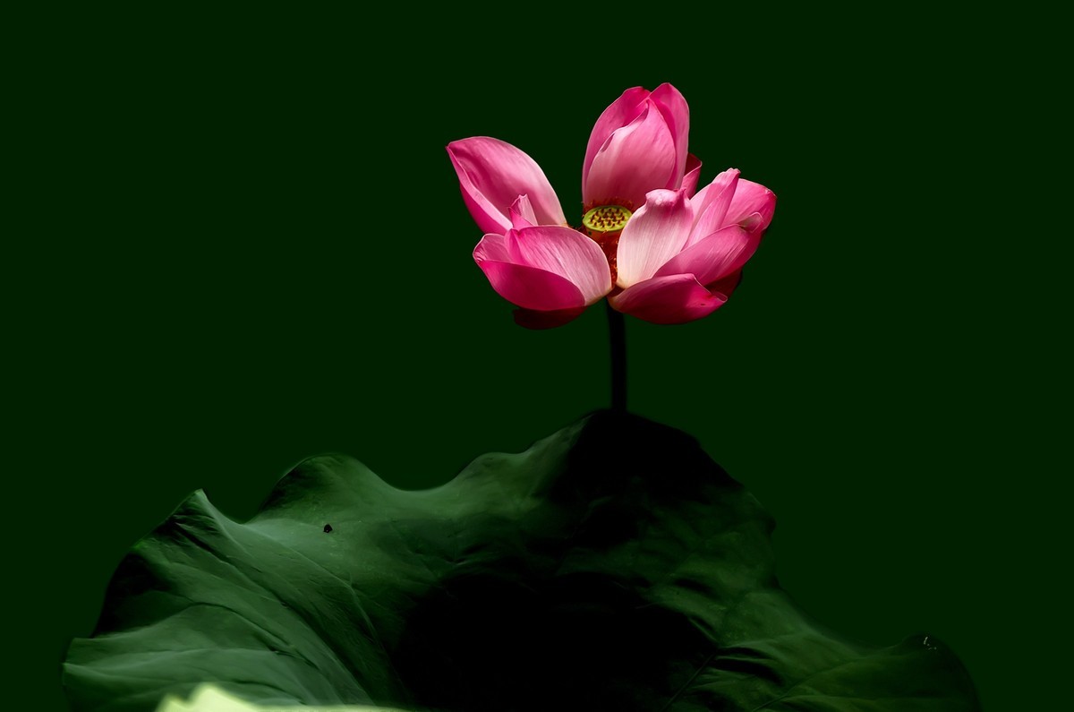 渔家傲·七月芙蓉生翠水（夏荷）