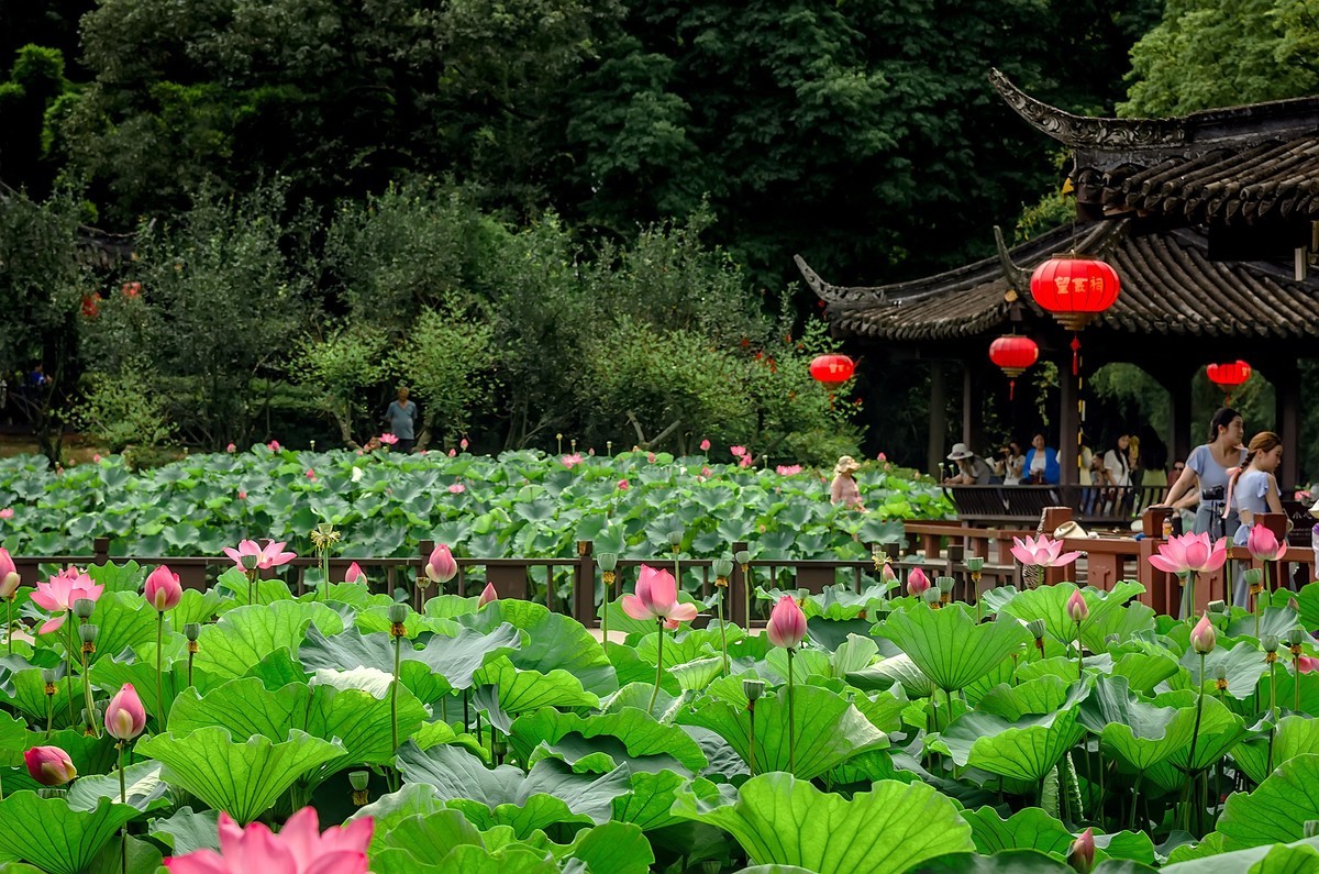 渔家傲·七月芙蓉生翠水（夏荷）