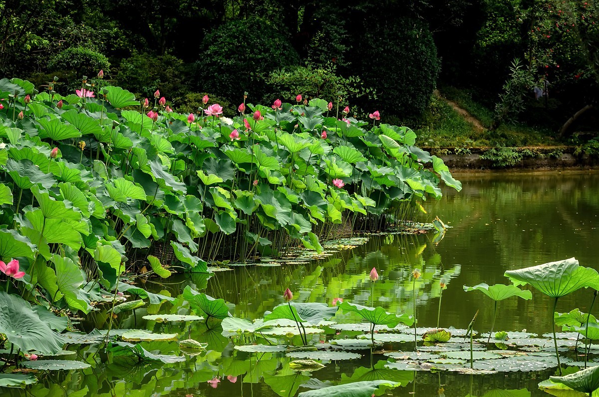 渔家傲·七月芙蓉生翠水（夏荷）