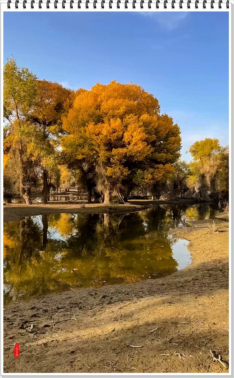 2023年-胡杨风光纪实抓拍-968