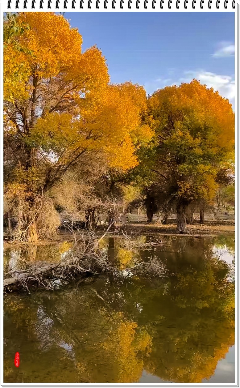 2023年-胡杨风光纪实抓拍-968