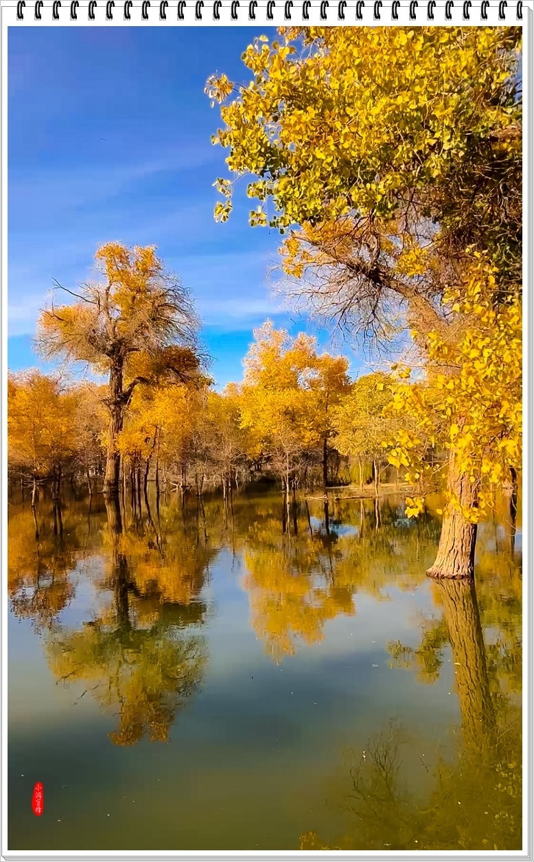 2023年-额济纳胡杨纪实抓拍-970