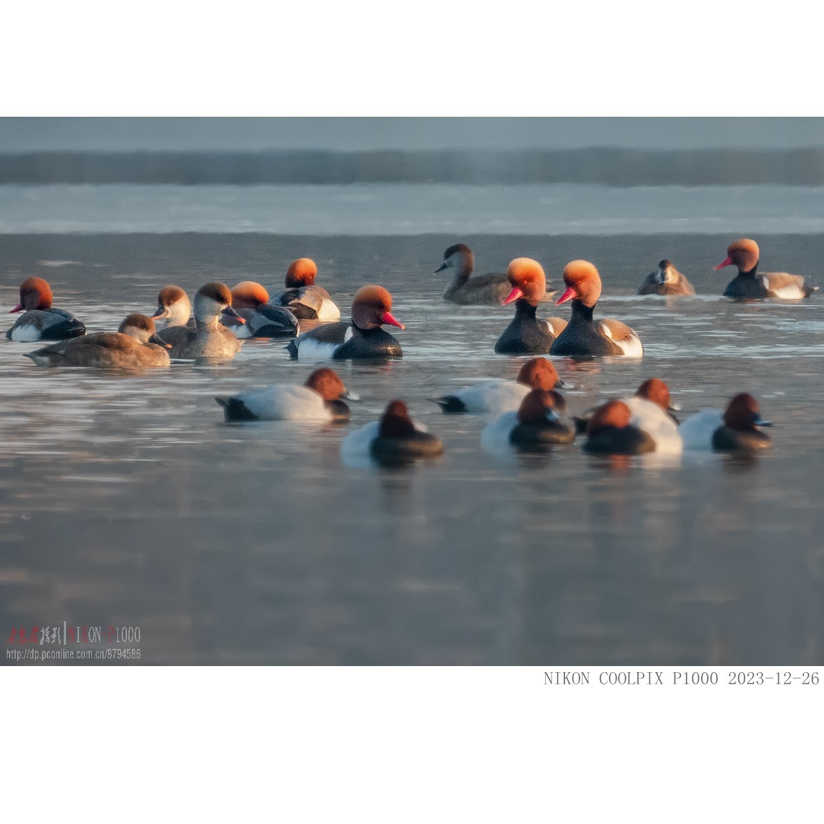 涂口红的鸭子——赤嘴潜鸭