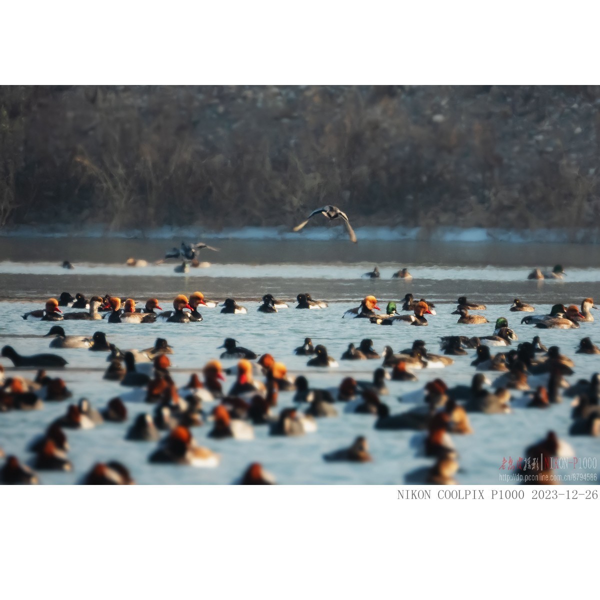 涂口红的鸭子——赤嘴潜鸭