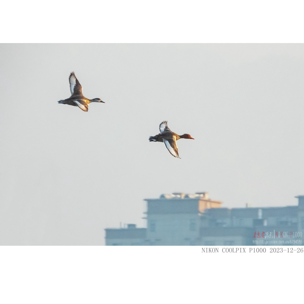 涂口红的鸭子——赤嘴潜鸭