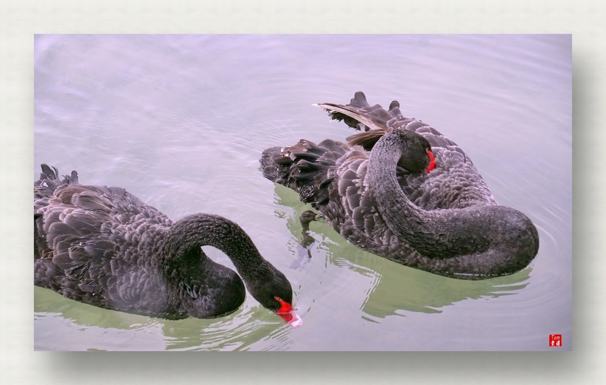 来一支柴翁的天鹅舞曲！