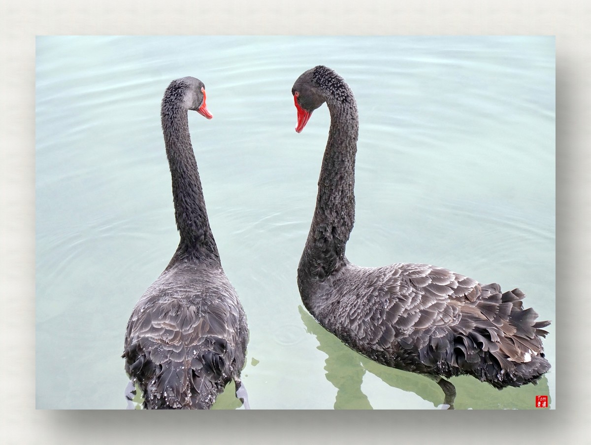 来一支柴翁的天鹅舞曲！