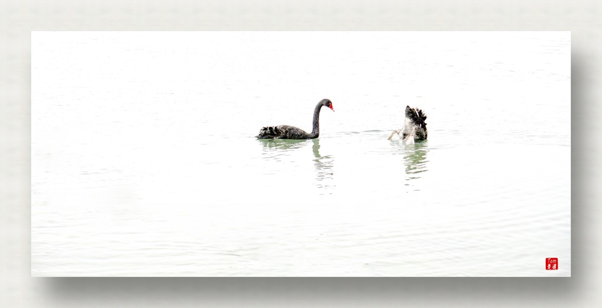 来一支柴翁的天鹅舞曲！