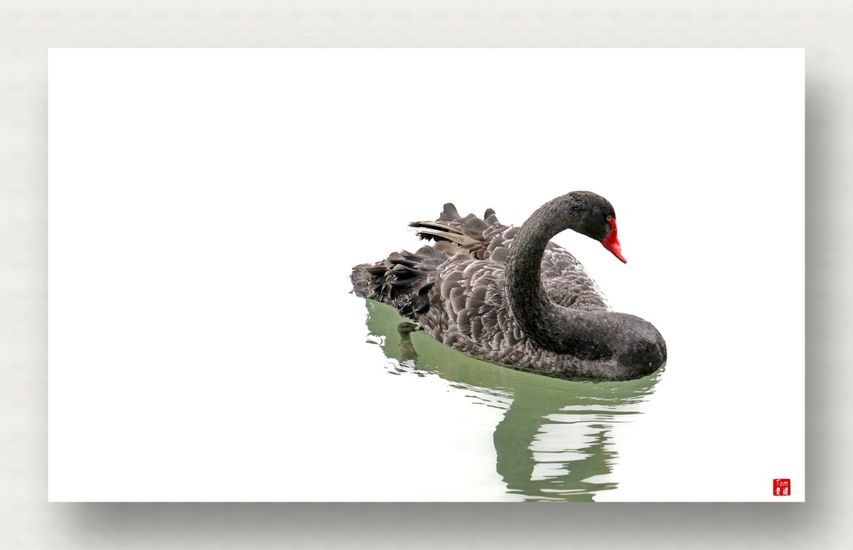 来一支柴翁的天鹅舞曲！