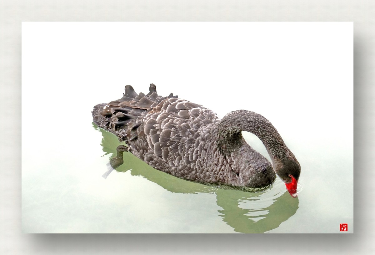 来一支柴翁的天鹅舞曲！