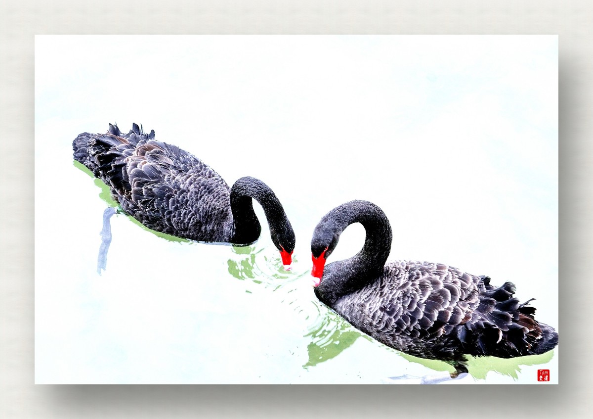 来一支柴翁的天鹅舞曲！